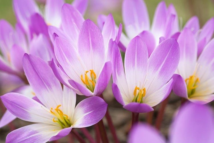 Kolşisin-Etki mekanizması Bilinen en eski terapötik maddelerden Colchicum