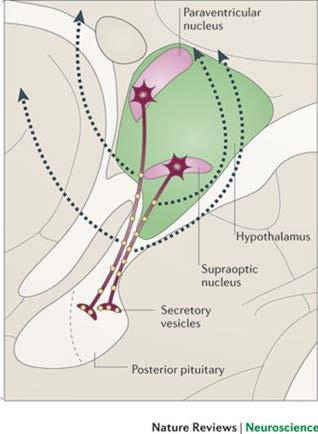 Oksitosin Hipotalamus-paraventriküler ve supraoptik çekirinde sentez