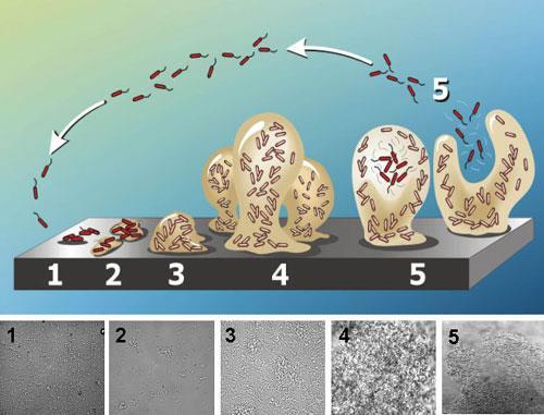 Biyofilm oluşma basamakları: Birbirini izleyen 5 evre Biyofilm morfolojisi Tutunma