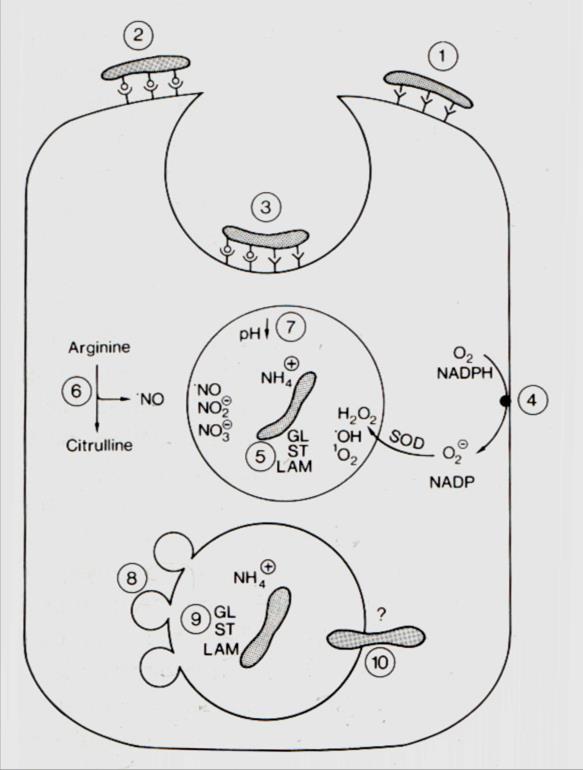 Alveolar