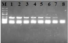 Şekil 10 da 0,6 nm AuNP varlığında L g DNA kalıp miktarının ve döngü sayısının PCR üzerine etkisinin incelenmesine ait agaroz jel elektroforezi görüntüleri incelendiğinde, döngü sayısının 15 ve 20