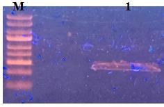 Projenin bu aşamasında, AuNP varlığında kurulan nano-pcr a döngü sayısının etkisi değişen L g DNA miktarları ile birlikte incelenmiştir. Döngü sayısı 30'dan 20'ye düşürüldüğünde, 5.