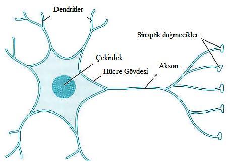 18 iletilir. Aksonda toplanmış olan bu sinyaller, işlenip bir sonraki sinir hücresine (sinaps) iletilir.