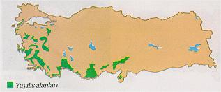 Akdeniz e bakan yamaçlarda kızılçam Akdeniz çalı örtüsünü de içine alan bir kuşak oluşturmakta ve genel sınır bakımından kıyıdan başlayarak 1300 m.ye kadar olan yükseltilerde orman kurabilmektedir.