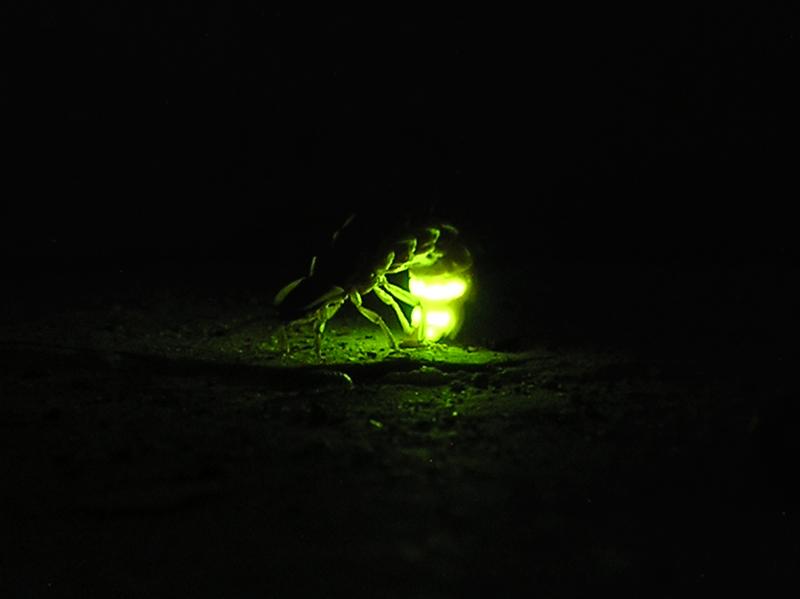 Işık Yayan Canlılık: Biyolüminesans Işık üretmek insanlar tarafından ateş böceği gibi genel olarak bilinen örnekler dışında canlılarla pek fazla bağdaştırılamasa da, dünya üzerinde bu yeteneğe sahip