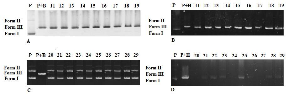 175 restriksiyon analizlerinin elektrofotogramlarını göstermektedir. İlk band (P), muamele edilmemiş ve hidroliz edilmemiş pbr322 plazmid DNA yı göstermektedir.