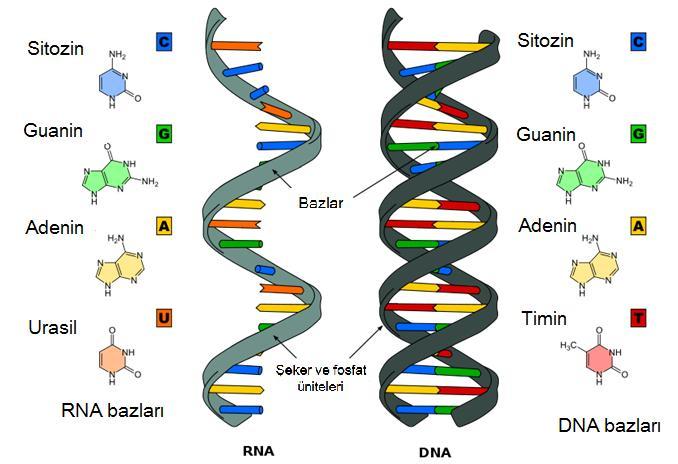 4 Şekil 2.1. Ribonükleik asit (RNA) ve deoksiribonükleik asit (DNA) Bir nükleik asitteki her zincir birbirine benzeyen ufak birimlerden oluşmuştur. Bu birimlere nükleotit denir.