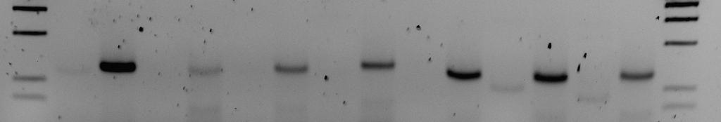 36, 37, 38, 39, 41, 20 ve 7 numaralı örnekler metile olmayan. (Marker; Mass Ruler DNA Ladder Low Range, Fermentas SM0383 tür.) Marker 100 bç ÖR. 11 ÖR. 29 ÖR. 42 ÖR. 43 ÖR. 21 ÖR. 25 ÖR.