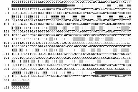 4.3.2. Bisülfit PCR: MethPrimer software kullanılarak, bisülfit primerleri ile sınırlandırdığımız sfrp1 promotör bölgesinde 57 adet CpG adası olduğu tespit edildi (Şekil 4.40)