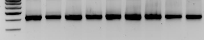 Marker 100 bç ÖR. 22 ÖR. 18 ÖR. 15 ÖR. 13 ÖR. 19 ÖR. 25 ÖR. 27 K562 ÖR. 42 500 bç Şekil 4.41. Bisülfit PCR ürünlerinin %2 lik agaroz jeldeki görüntüsü. PCR ürünlerinin uzunluğu 429 bç dir.