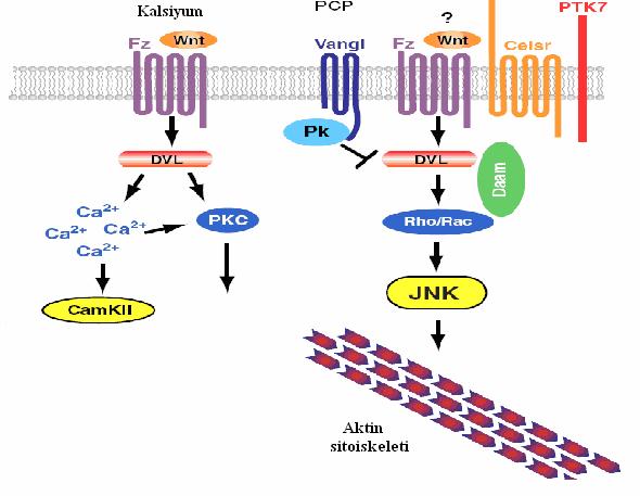 β-katenin bağımsız Wnt yolaklarının ilk keşfi Xenopus oositlerinde, Wnt 11 ve Wnt 5 in aşırı ekspresyonu sonucunda β-katenin düzeyi etkilenmeden hücre içi kalsiyum seviyesindeki artışının gözlenmesi