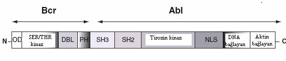 Şekil 2.7. KML de Philadelphia kromozomu ve BCR-ABL in domain yapısının şematik gösterimi(63,64). BCR-ABL füzyon proteini, ABL in SH 2 domaininin BCR ın N terminaline bağlanması ile oluşur.