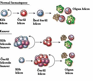 neden olmaktadır (53) (Şekil 2.8.). Şekil 2.8. Lösemi transformasyonu ve hematopoetik kök hücre gelişimi boyunca kendi kendini yenileme özelliğinin karşılaştırılması (53).