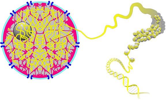 10 Şekil 2.3. Hücre nükleusunun şematik çizimi. Nükleus matriksi kırmızı, kromatin ise sarı renkle gösterilmiştir (www.biology.emory.