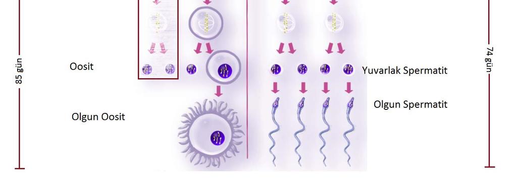 İkinci mayozu tamamlayan spermatitler artık yuvarlak spermatit adını alırlar ve çoğu epididimde geçen olgunlaşma sürecine girerek nihayetinde olgun, hareketli sperm hücrelerine dönüşürler (Şekil 2.