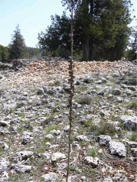 98 87-SCROPHULARIACEAE Verbascum cheiranthifolium Boiss. var. cheiranthifolium : Bozkulak : Aydınlar Köyü : 1000 m.