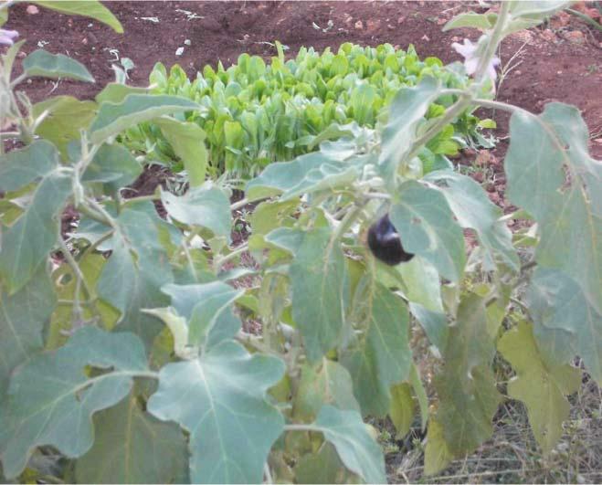 10 0 89-SOLANACEAE Solanum melongena L. : Patlıcan : Aydınlar : 1000 m.