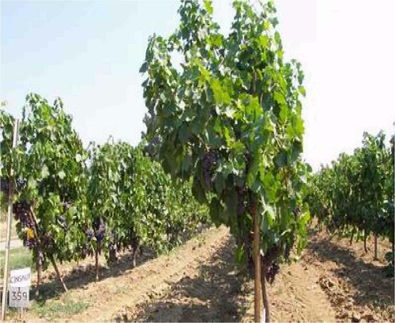 10 4 93-VITACEAE Vitis vinifera L. : Asma : Aydınlar köy : 1000 m.