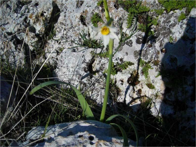 12 1-AMARYLLIDACEAE Narcissus tazetta L. subsp. tazetta Yerel Adı : Nergis : Gücüş Köyü : 500 m.