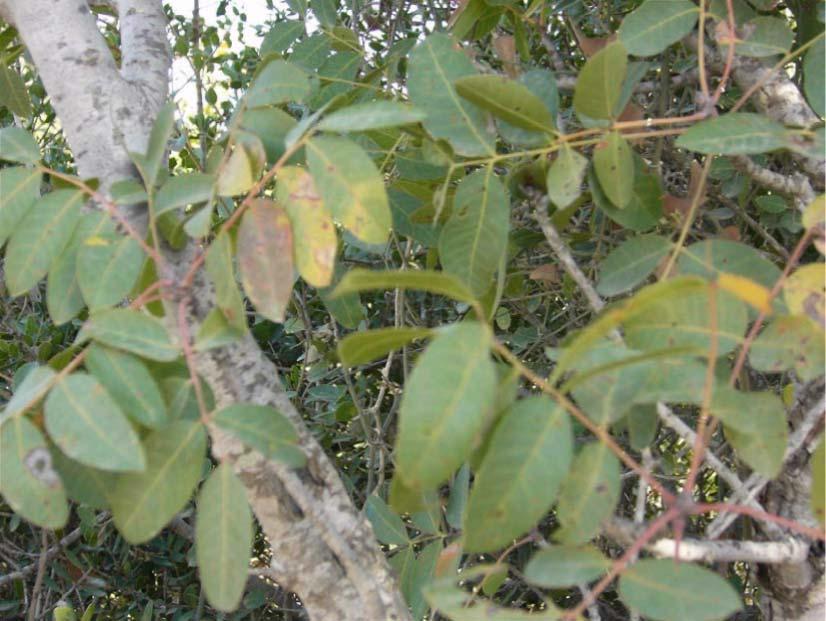 13 2-ANACARDIACEAE Pistacia terebinthus L. subsp. palaestina (Boiss.) Engler Sakız ağacı Aydınlar köyü 1000 m.