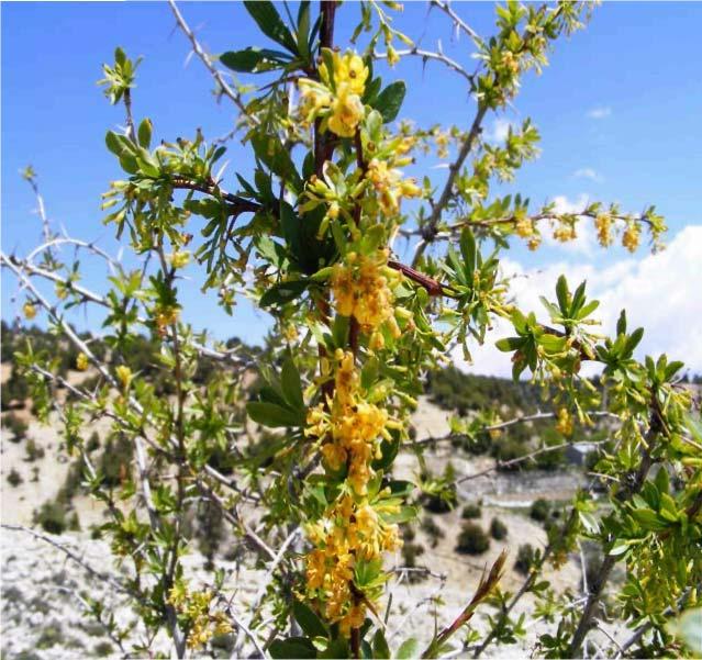 26 15-BERBERTOACEAE Berberis crataegina DC. Yerel Adı : Karamık : Aydınlar köyü : 1000 m.