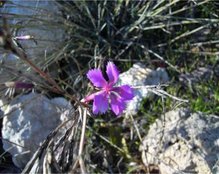27 16-CARYOPHYLLACEAE Dianthus zonatus Fenzl var. zonatus Karanfil Çiriş Köyü 500 m.
