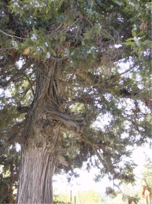 3 6 25-CUPRESSACEAE Juniperus excelsa Bieb. Ardıç Aydınlar Köyü 700 m.