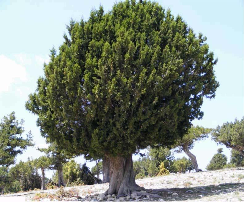 37 26-CUPRESSACEAE Juniperus foetidissima Willd. : Yağ ardıç : Aydınlar köyü : 1200 m.