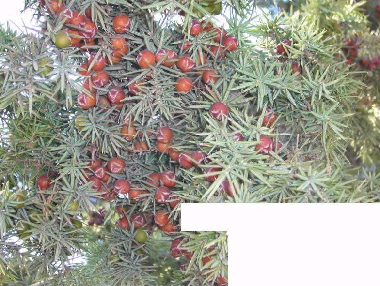 38 27-CUPRESSACEAE Juniperus oxycedrusl.svibsp.