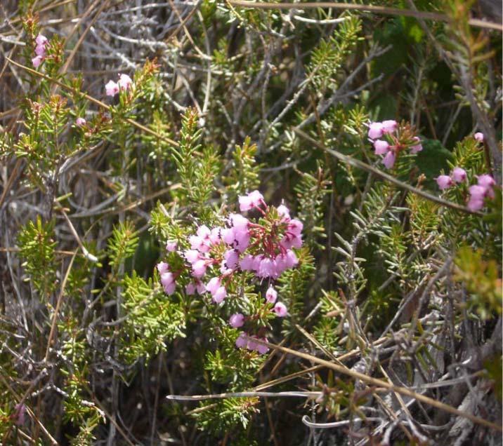40 29-ERICACEAE Erica manipuliflora Salibs. Kullanılan Kısımlar Kullanılma Amacı : Püren : Aydınlar Köyü : 700 m.