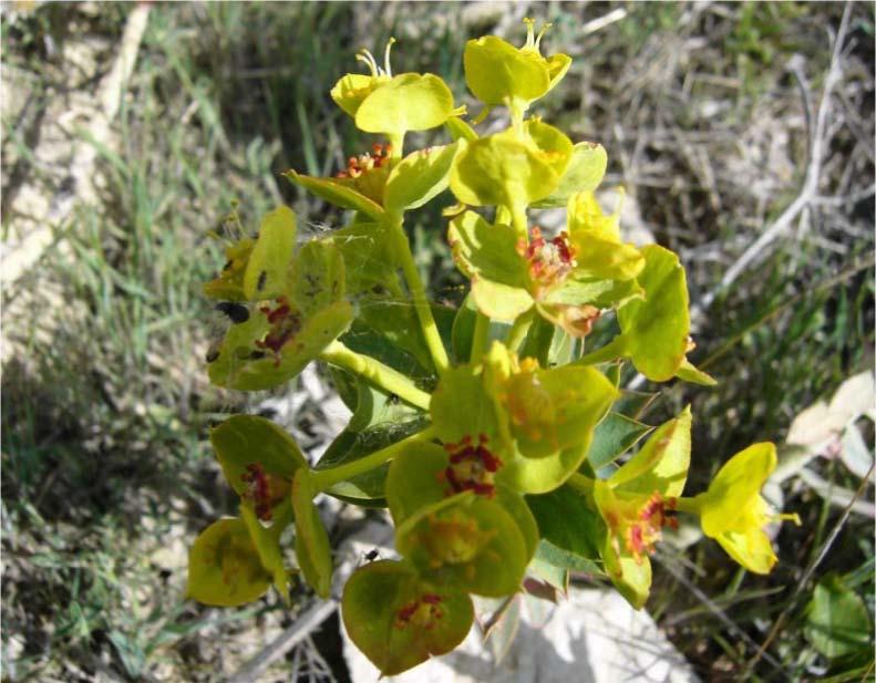 41 30-EUPHORBIACEAE Euphorbia macroclada Boiss. Sütleğen Çiriş Köyü 500 m.