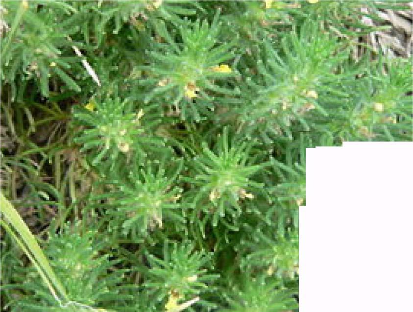 49 38-LAMIACEAE Ajuga chamaepitys (L.) Schieb. subsp. chia (Schieb.) Arcang. var.