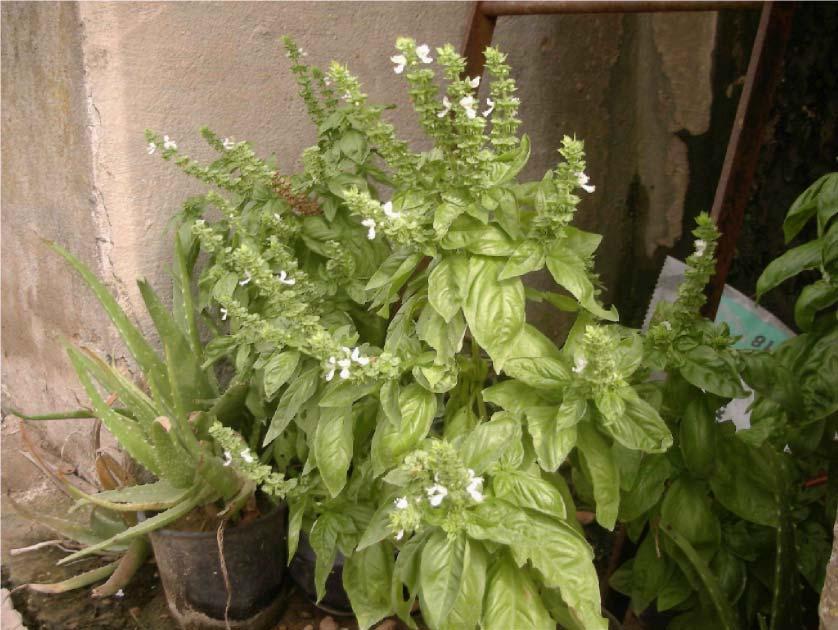 5 3 42-LAMIACEAE Ocimum basilicum Fesleğen Aydınlar Köyü 700 m. Kullanılan Kısımları Yapraklar ve çiçekler Kullanım Amacı Baharat olarak ve güzel kokusu için.