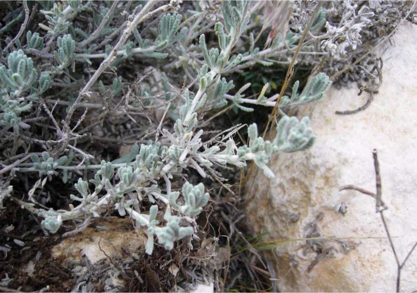 56 45-LAMIACEAE Teucrium polium L. : Acı yavşan otu : Aydınlar Köyü : 700 m.