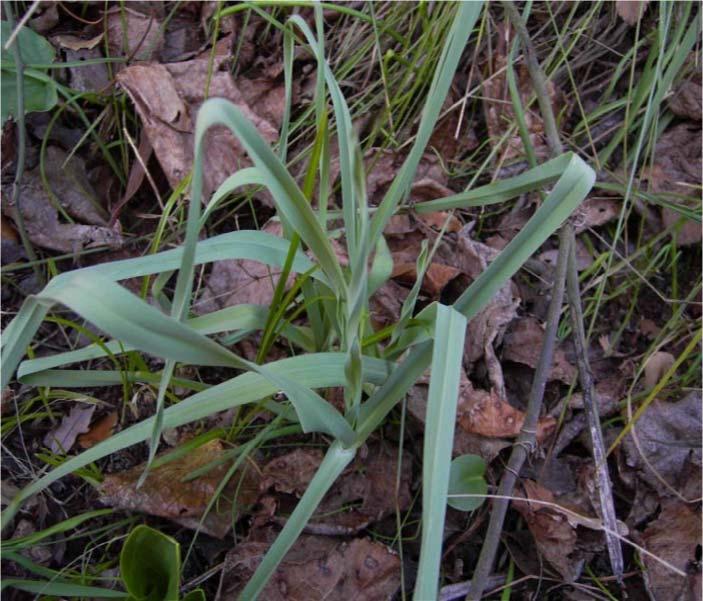 5 9 48-LILIACEAE Allium sp. : Körmen : Aydınlar Köyü Kullanılan Kısımları : : 1000 m.