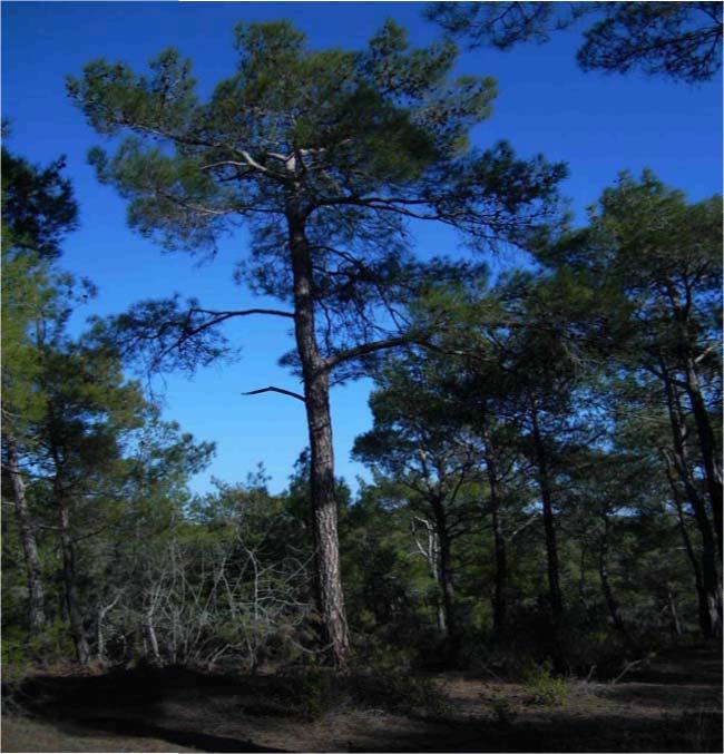 75 64-PINACEAE Pinus brutia Ten. Çam Çiriş Köyü 500 m.