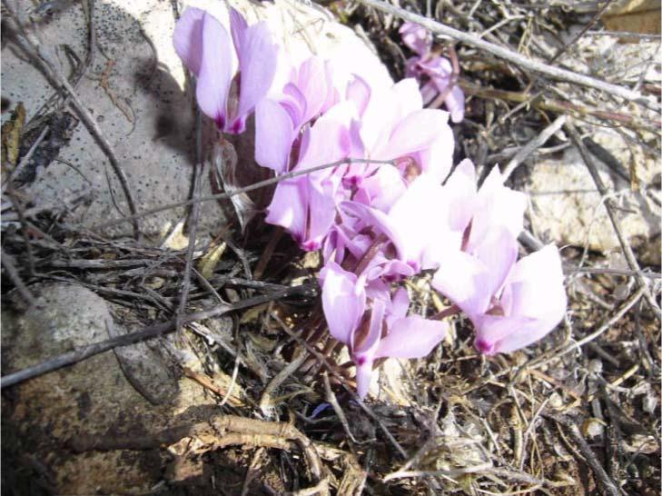 81 70-PRIMULACEAE Cyclamen cilicium Boiss. & Heldr. var.