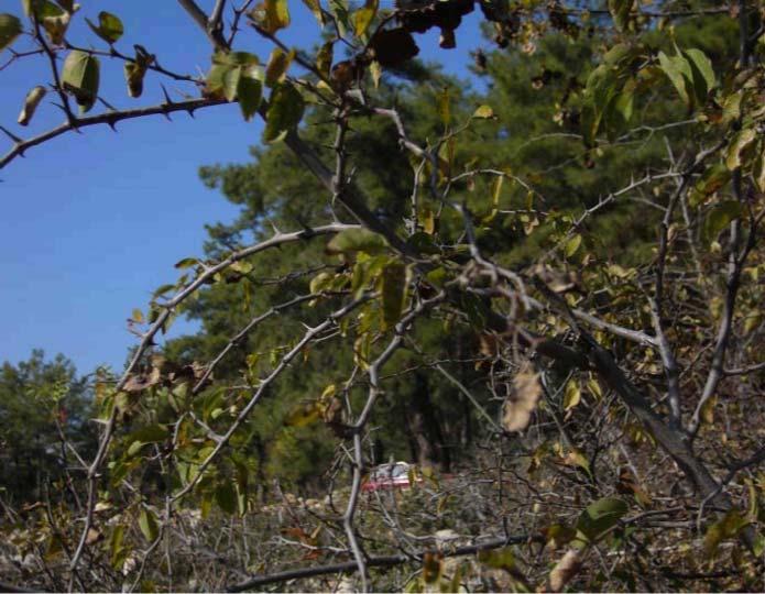 82 71-RHAMNACEAE Paliurus spina christi Miller : Çaltı ağacı Aydınlar Köyü 1400 m Tohumlar Kullanılan Kısımlar iltihap sökücü, taş düşürücü Kullanılma Amacı Ağacın tohumları