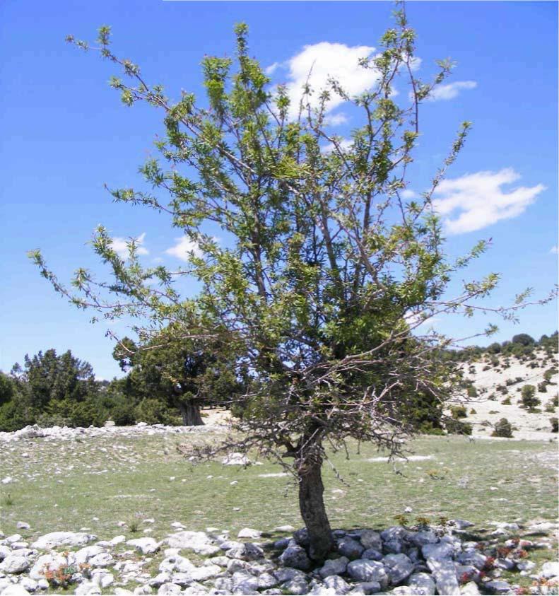 9 0 79-ROSACEAE Prunus spinosa L.