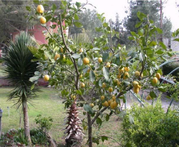 9 4 83-RUTACEAE Citrus x limon : Limon : Aydınlar : 1000 m Kullanılan Kısımlar : Meyveler Kullanım Amacı : Gıda, tansiyon düşürücü Kullanım Şekli :