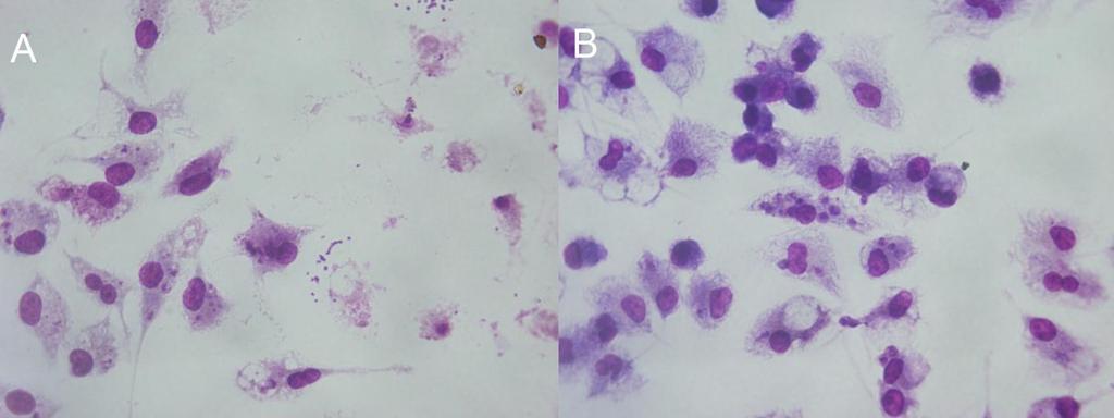 Enfeksiyon İndeksinindeki Düşüş (%) LPG-PAA konjugatı ile immünize edilen farelerden elde edilen makrofajlar en düşük enfekte makrofaj oranını ve makrofaj başına düşen amastigot sayısını gösterdi.
