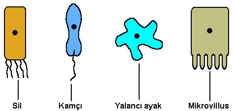 Birim zar modeli; hücre zarının gerçekleştirdiği görevleri, tam olarak açıklayamadığından kabul edilmemiştir. Akıcı-mozaik zar modeli: **Prokaryot Hücre: Çekirdek ve zarlı organeller taşımaz.