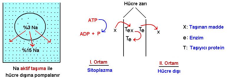 Deplazmoliz olayı: Plazmoliz olan bir hücreyi, hipotonik bir çözeltinin içine koyarsak su alarak eski haline geridöner. Bu olaya deplazmoliz denir.