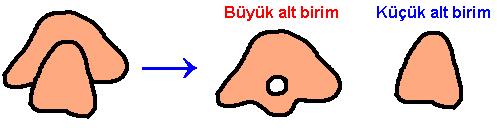 Granülsüz endozplazmik retikulum: Üzerinde ribozom bulunmaz. Protein sentezler. (enzim, hormon, antikor, hemoglobin, fibrinojen, kas.