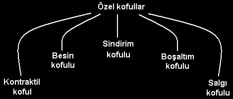 İçinde katalaz enzimi ve çeşitli enzimler Katalaz enzimi ile hidrojen peroksiti (H 2 O 2 ) parçalar. Kontraktil koful hücre içine giren fazla suyu, ATP harcayarak dışarı pompalar.