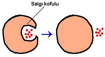 Boşaltım kofulu içinde bulunan sindirim atıkları, ekzositoz ile dışarı atılır.