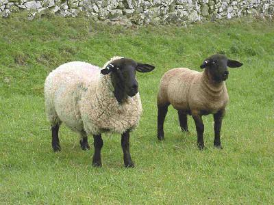 1.2.2.4. Lincoln (Linkoln) İngiltere'nin doğusundaki Lincoln eyaletinde yerli koyun ırklarının Leicester ırkı ile melezlemesi sonucu geliştirilmiştir. Et verimi yönünden iyi gelişmiştir.