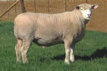 Resim 1.16: İlle de France koyunu Erken gelişme özelliğinden dolayı, ilk defa 10-12 aylık iken damızlıkta kullanılırlar. Kasaplık kuzular 100 günde %55-60 randımanla 17-20 kg karkas verirler.