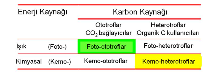 Metabolik (Özümleme) Gruplama Foto-ototroflar: algler, siyanobakteriler (mavi ve yeşil renkli fotosentez bakterileri) ve yüksek bitkiler