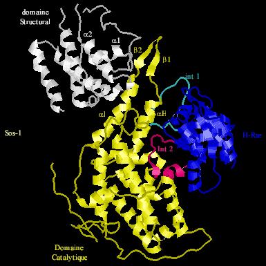 Ras proteininin kristal yapısı; 6 beta ipliği, 4